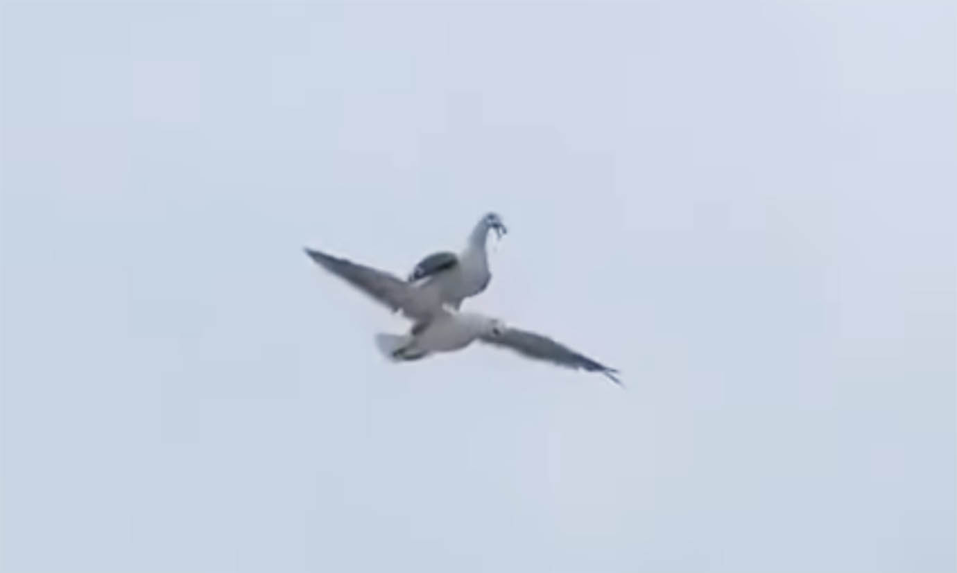 【衝撃動画】極めて珍しい「鳥が鳥に乗って飛んでいる動画」が世界中から大絶賛 / 奇跡の瞬間