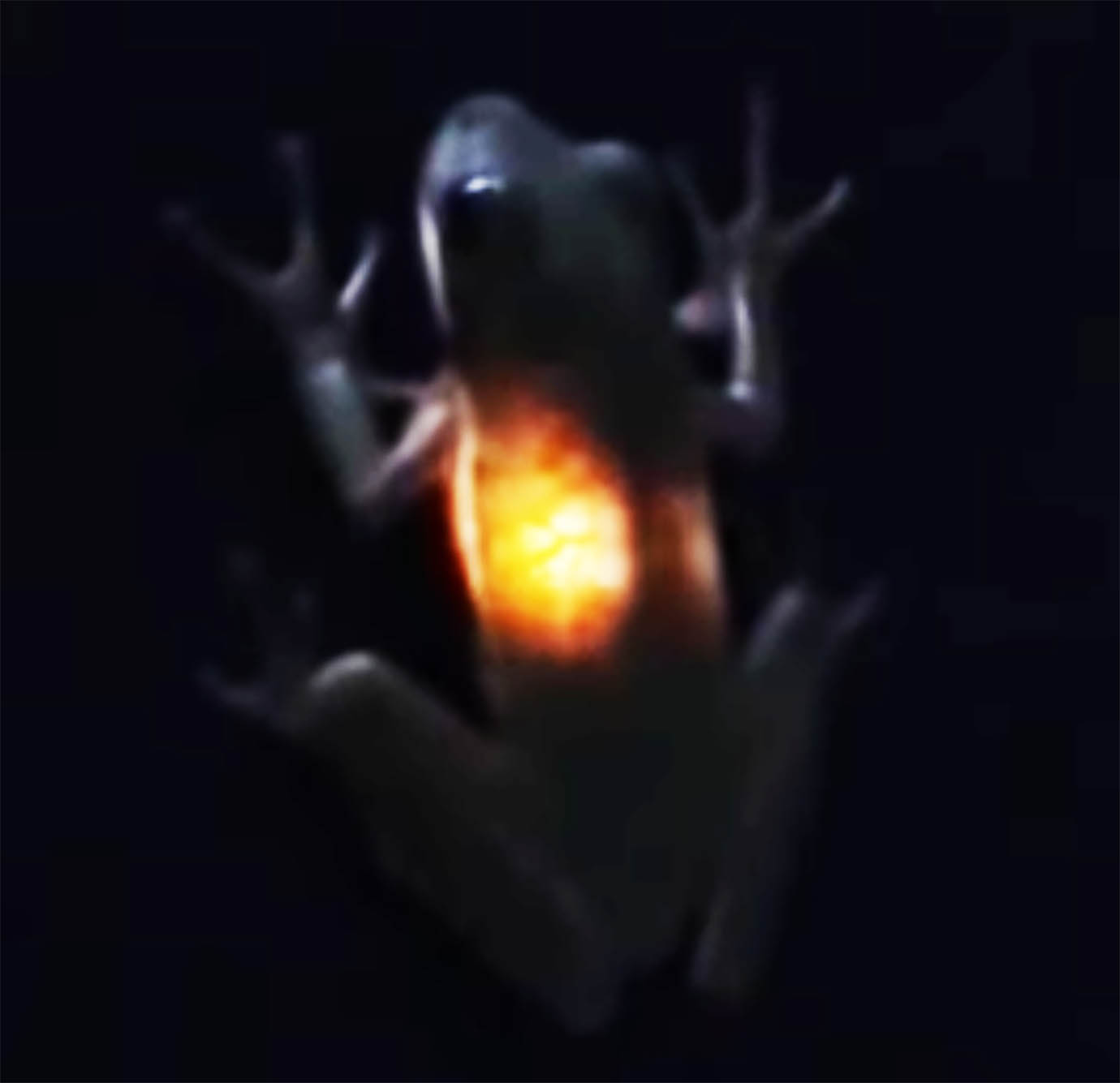【衝撃動画】ホタルを食べたカエルが光り出した！ 世にも珍しい動画が公開される