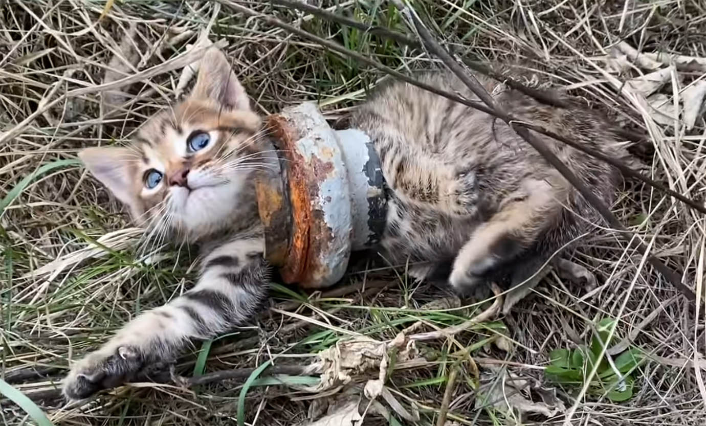 【話題】鉄パイプにハマってしまった子猫 / 人間に助けられる動画が注目
