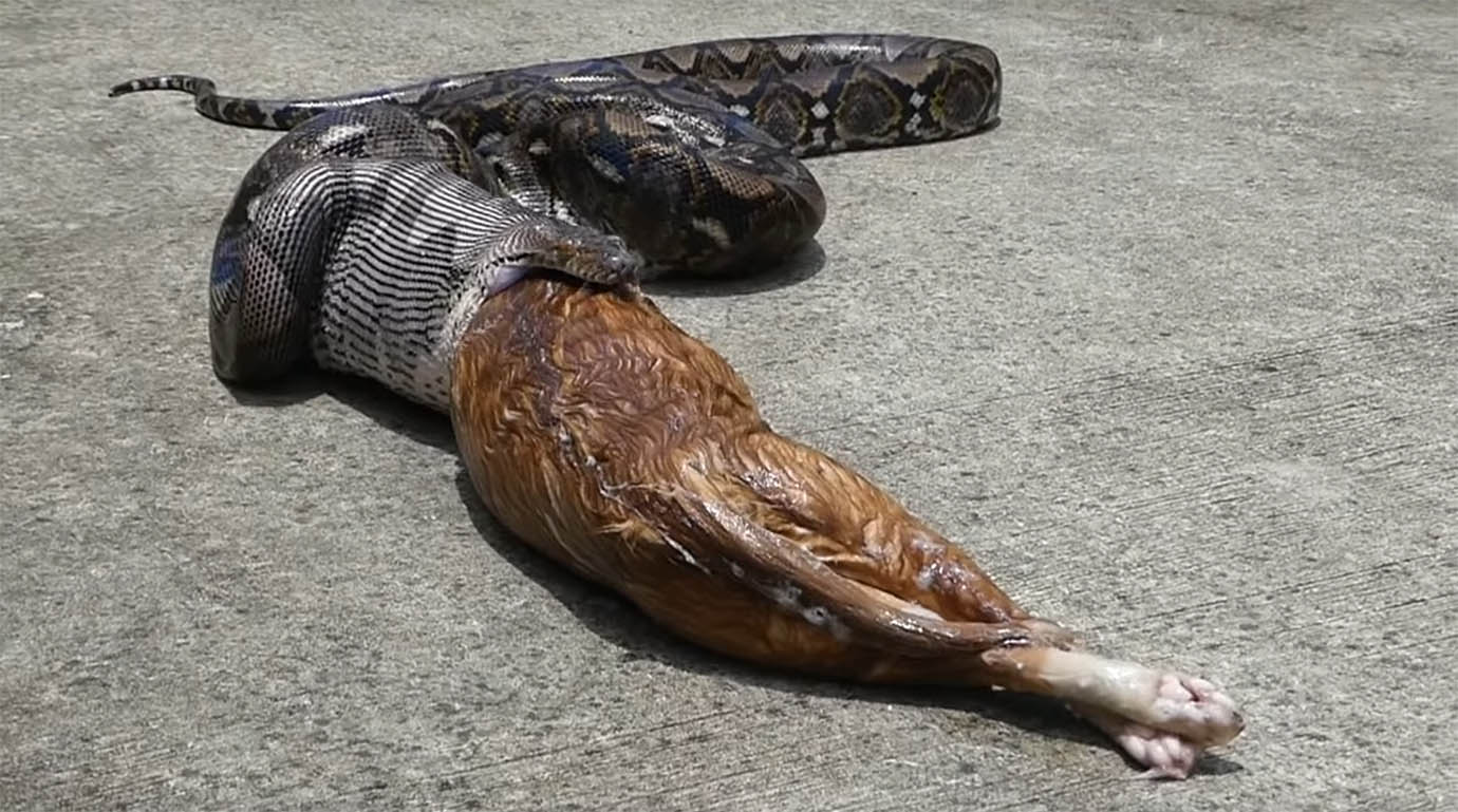 【衝撃動画】巨大な猫を食べた巨大なヘビの物語 食べきれず吐き出したあと ｜ バズプラスニュース