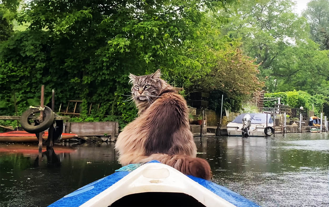 【癒やし動画】猫がボートに乗って延々と水場を突き進む動画が見ているだけで癒やされる
