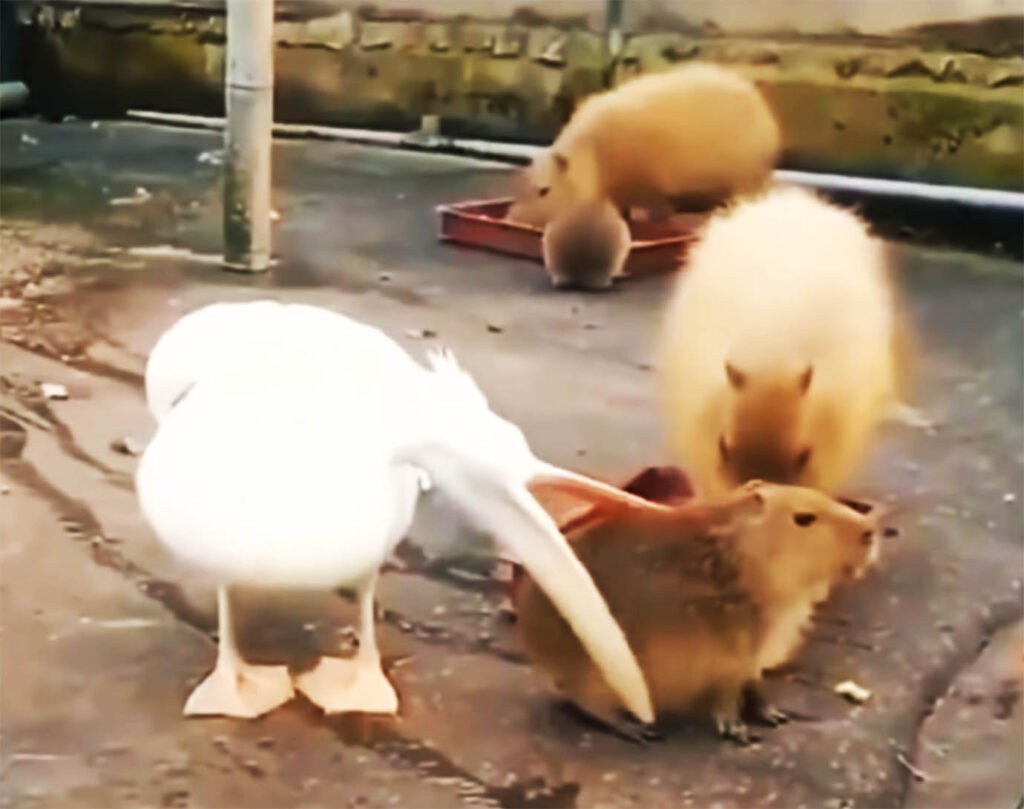カピバラをペットとして飼うべきですか?